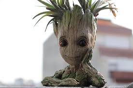 groot
