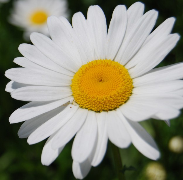 daisy